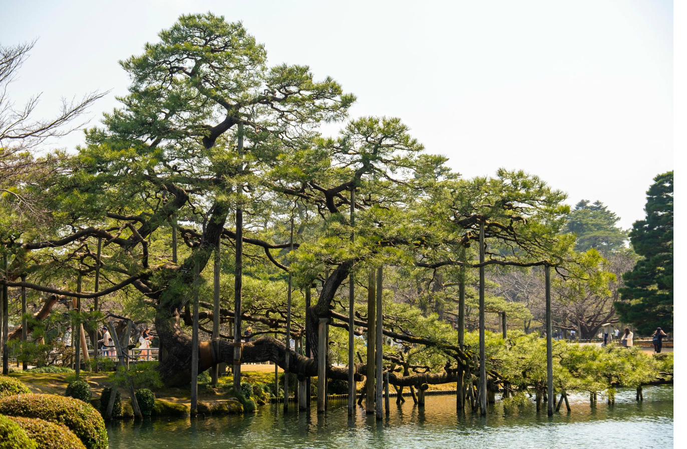 The Karasaki Pine at Kenroku-en garden, Kanazawa — one of Japan's great classical garden pines