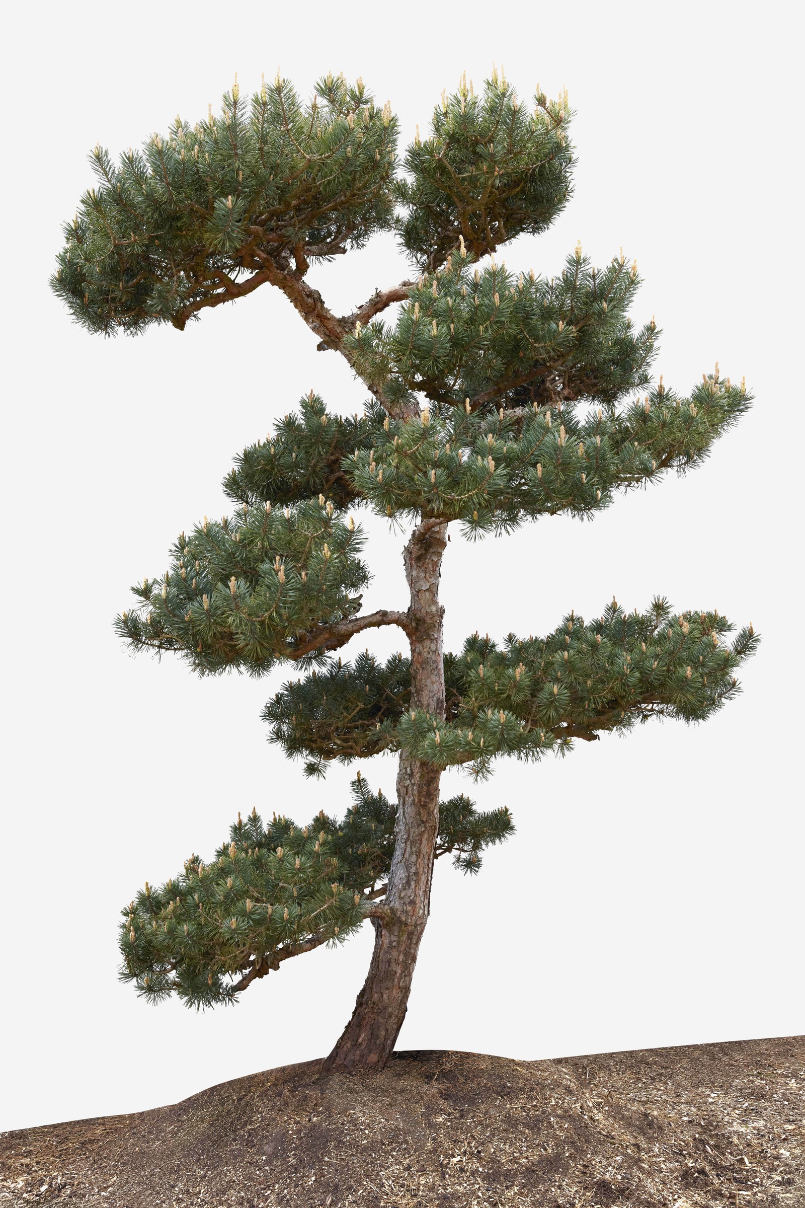 No. 20 — full profile