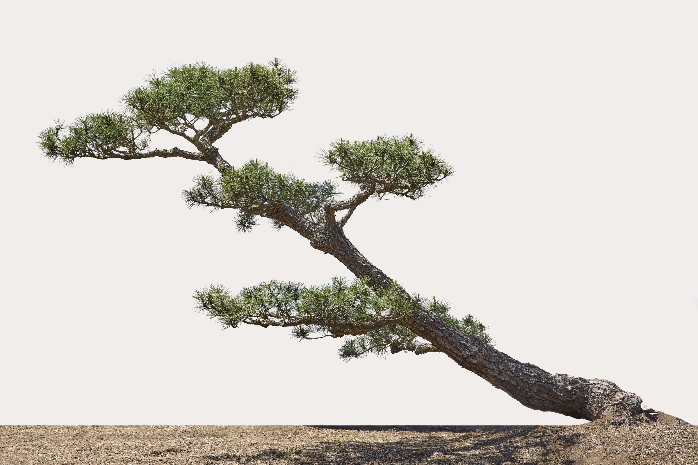 Japanese Black Pine No. 11