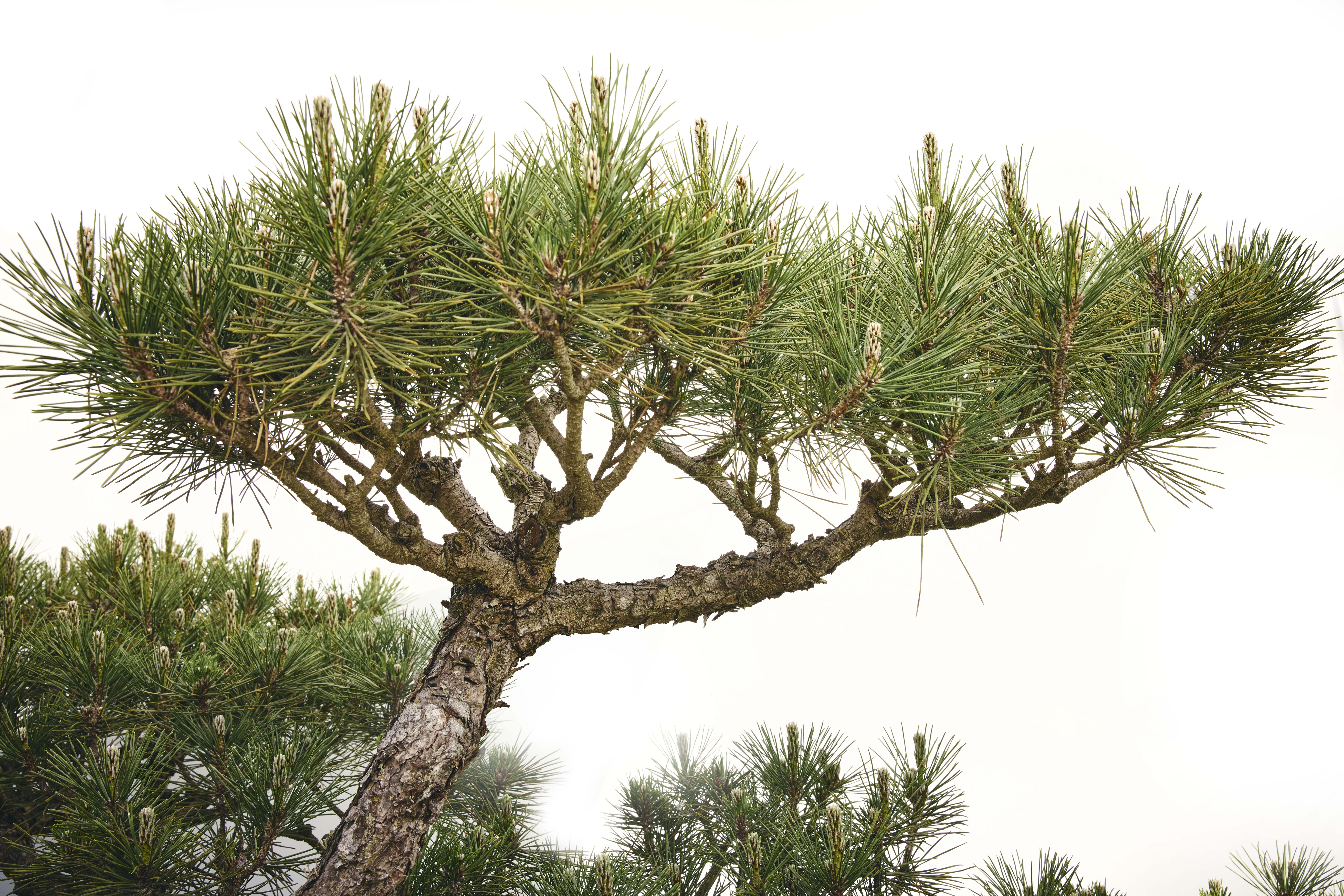 No. 12 — branch detail