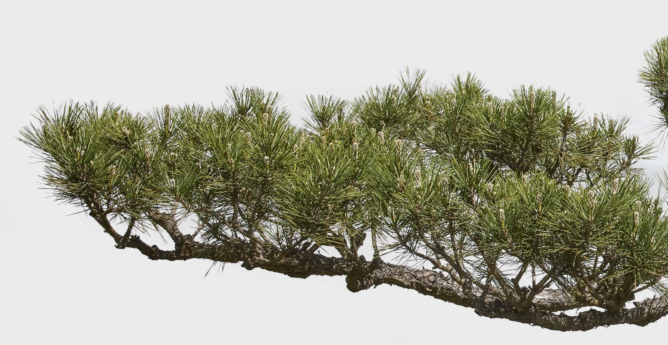 No. 12 — branch detail