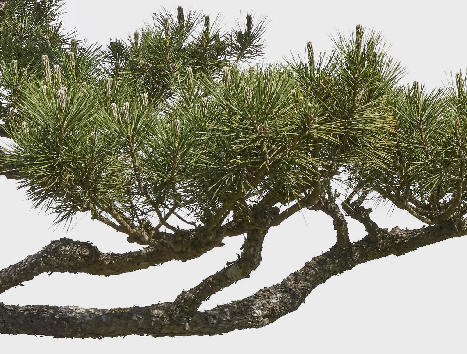 No. 12 — branch detail