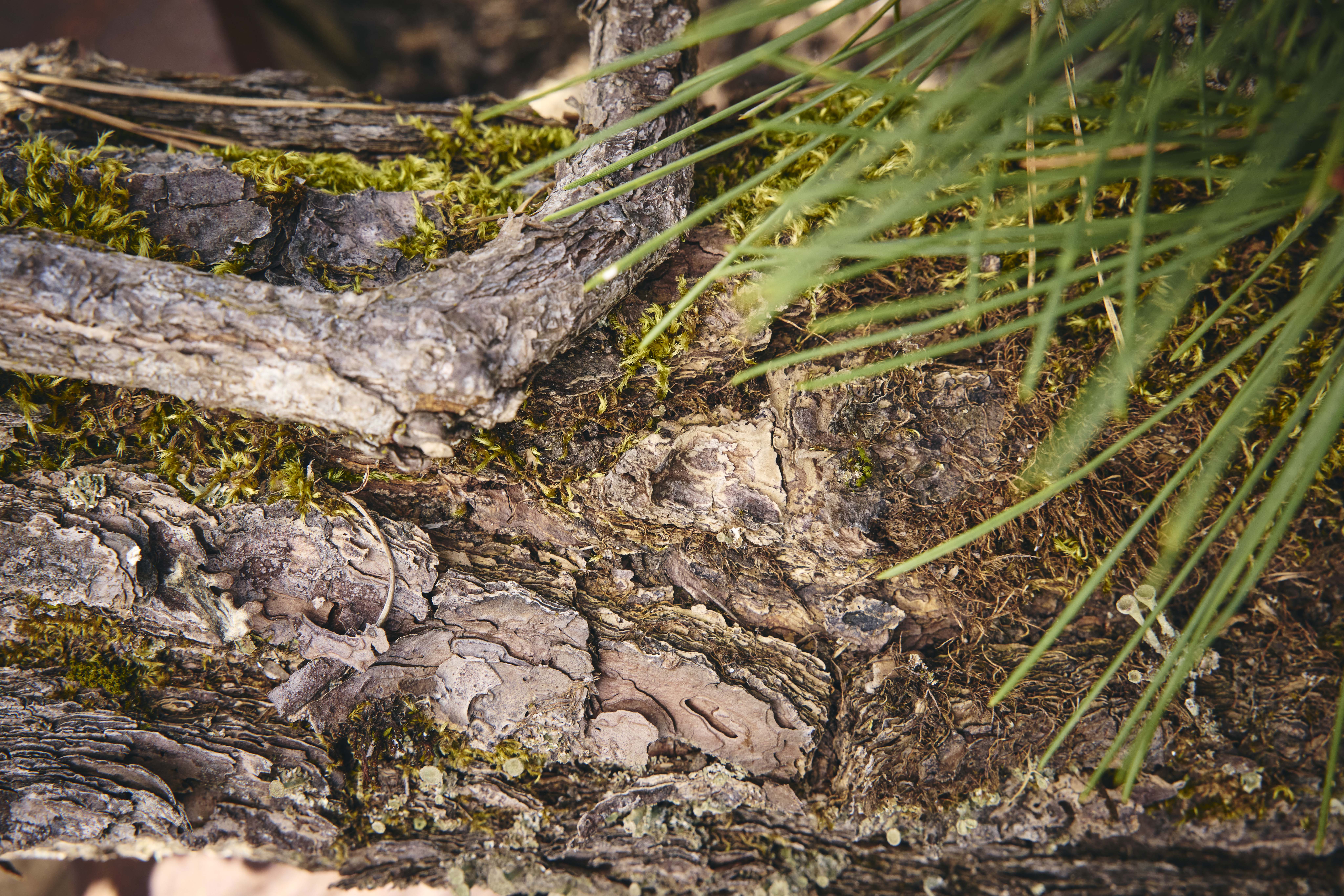 No. 13 — trunk detail