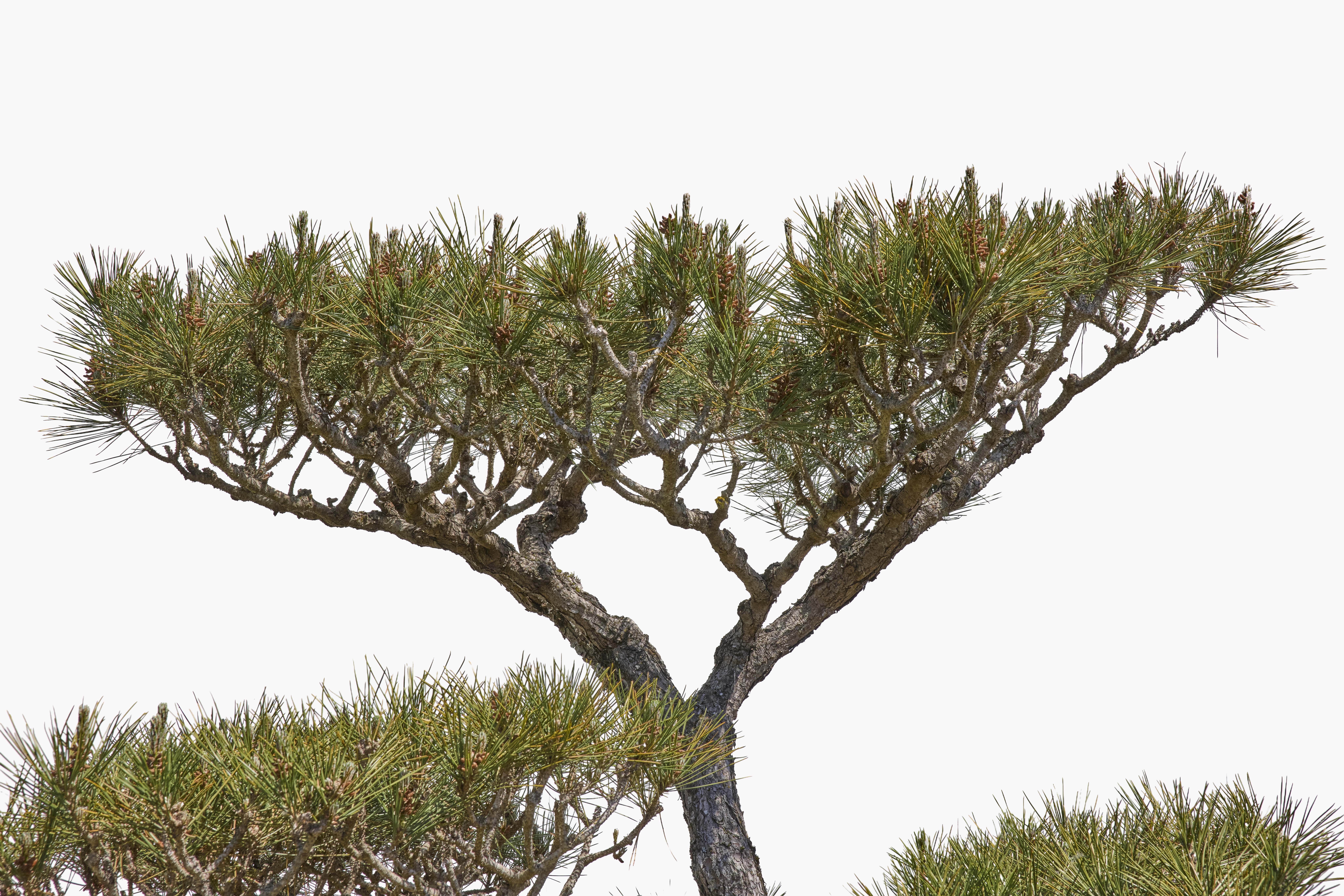 No. 15 — branch detail