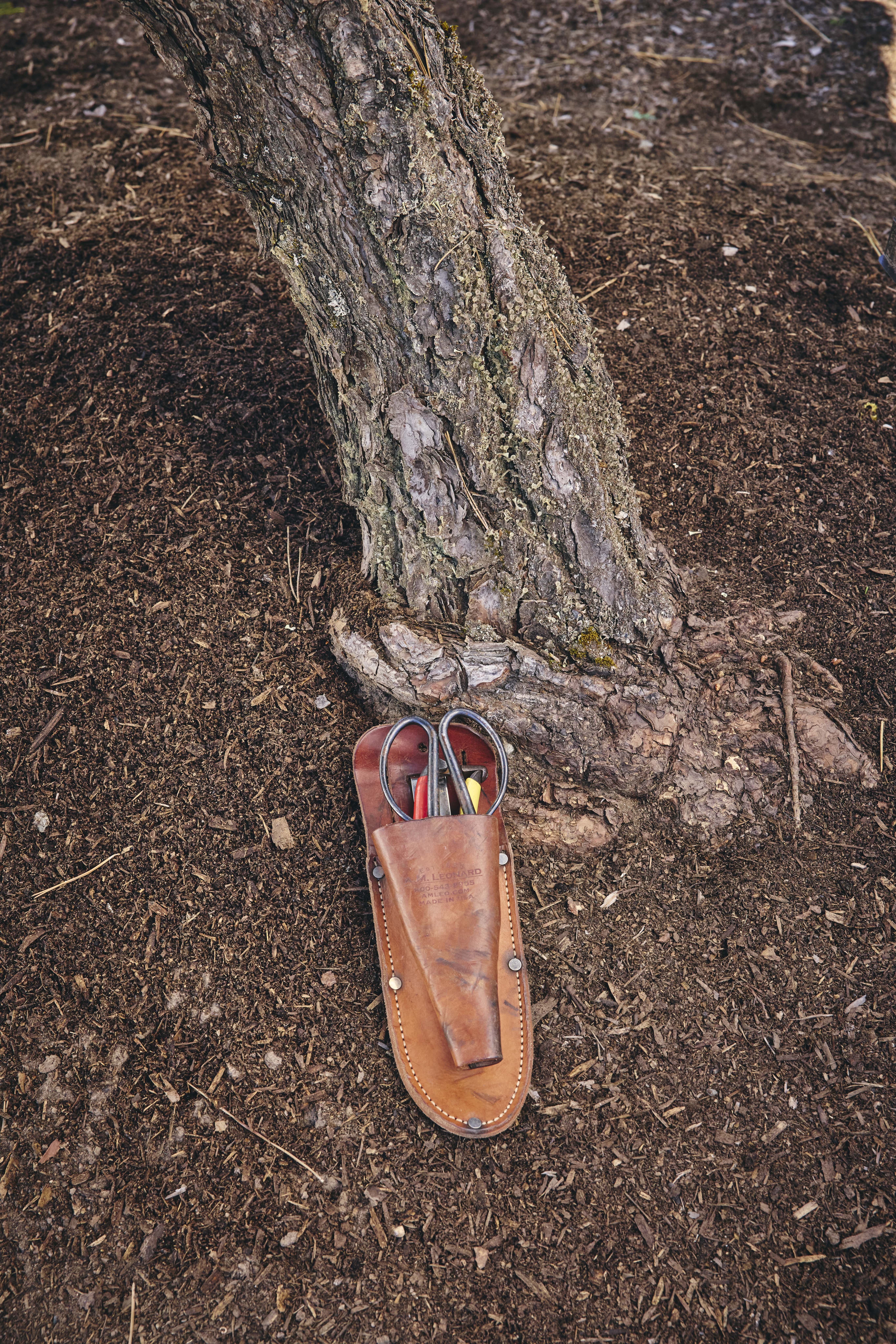 No. 16 — nebari detail
