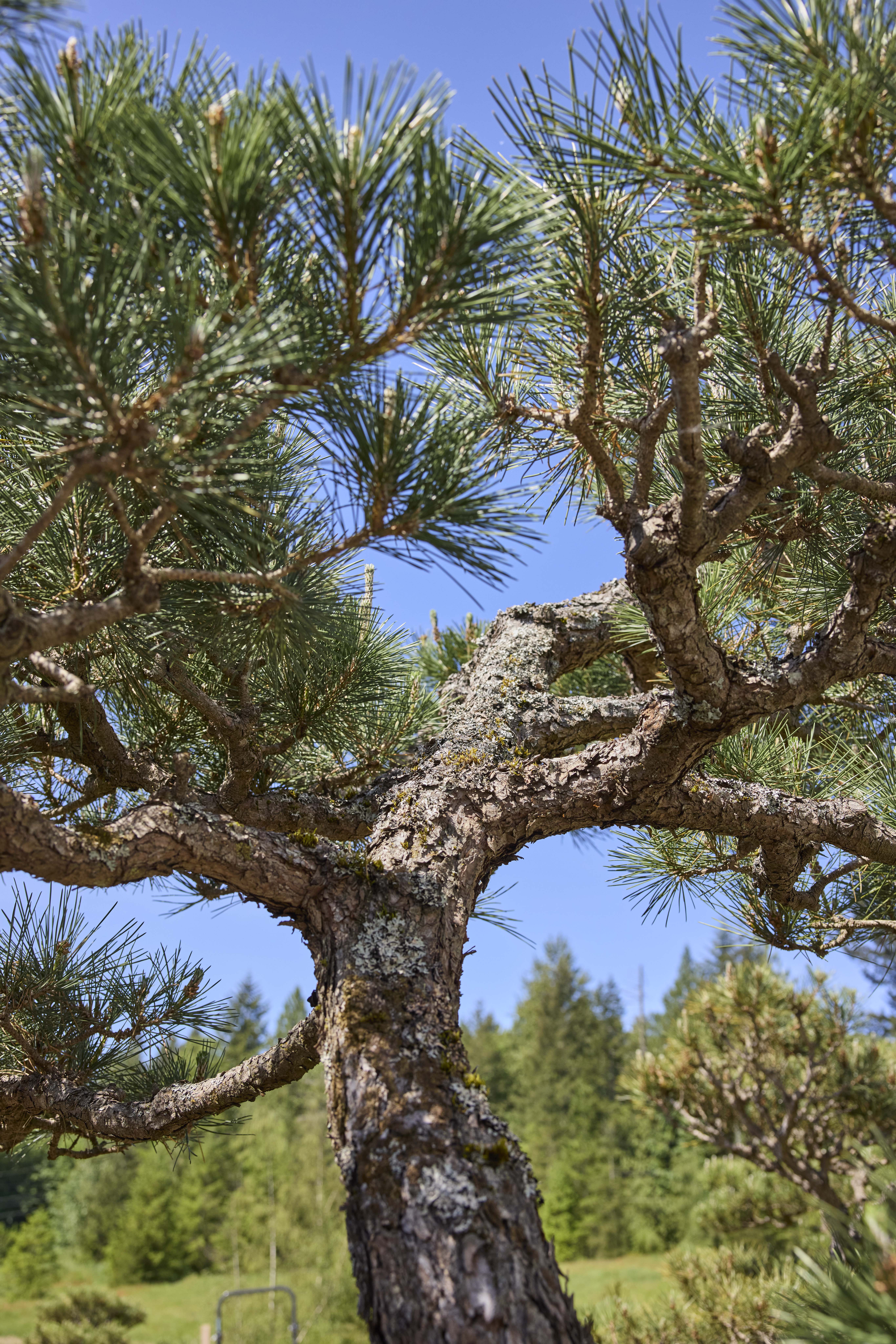 No. 16 — trunk detail