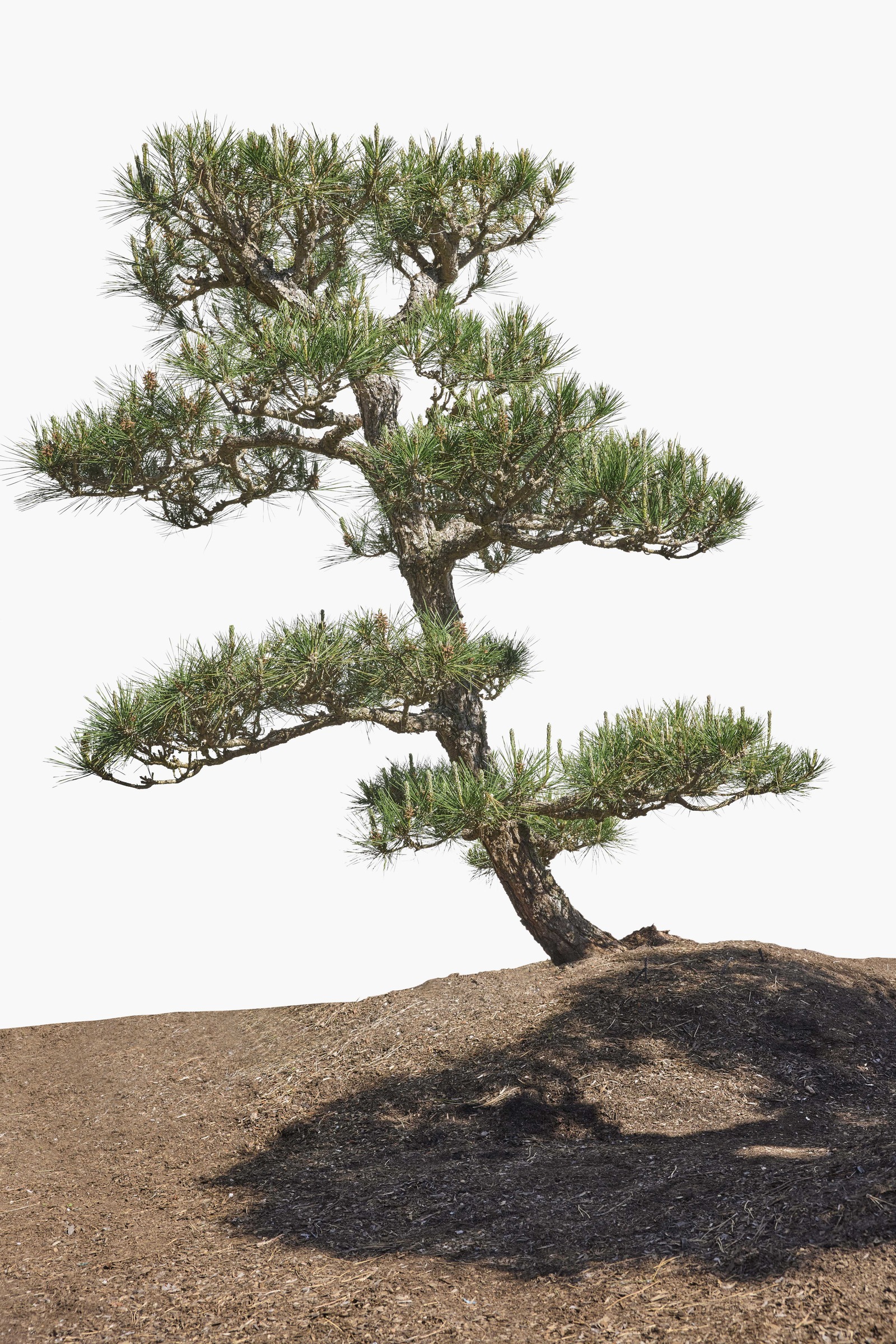 No. 17 — full profile