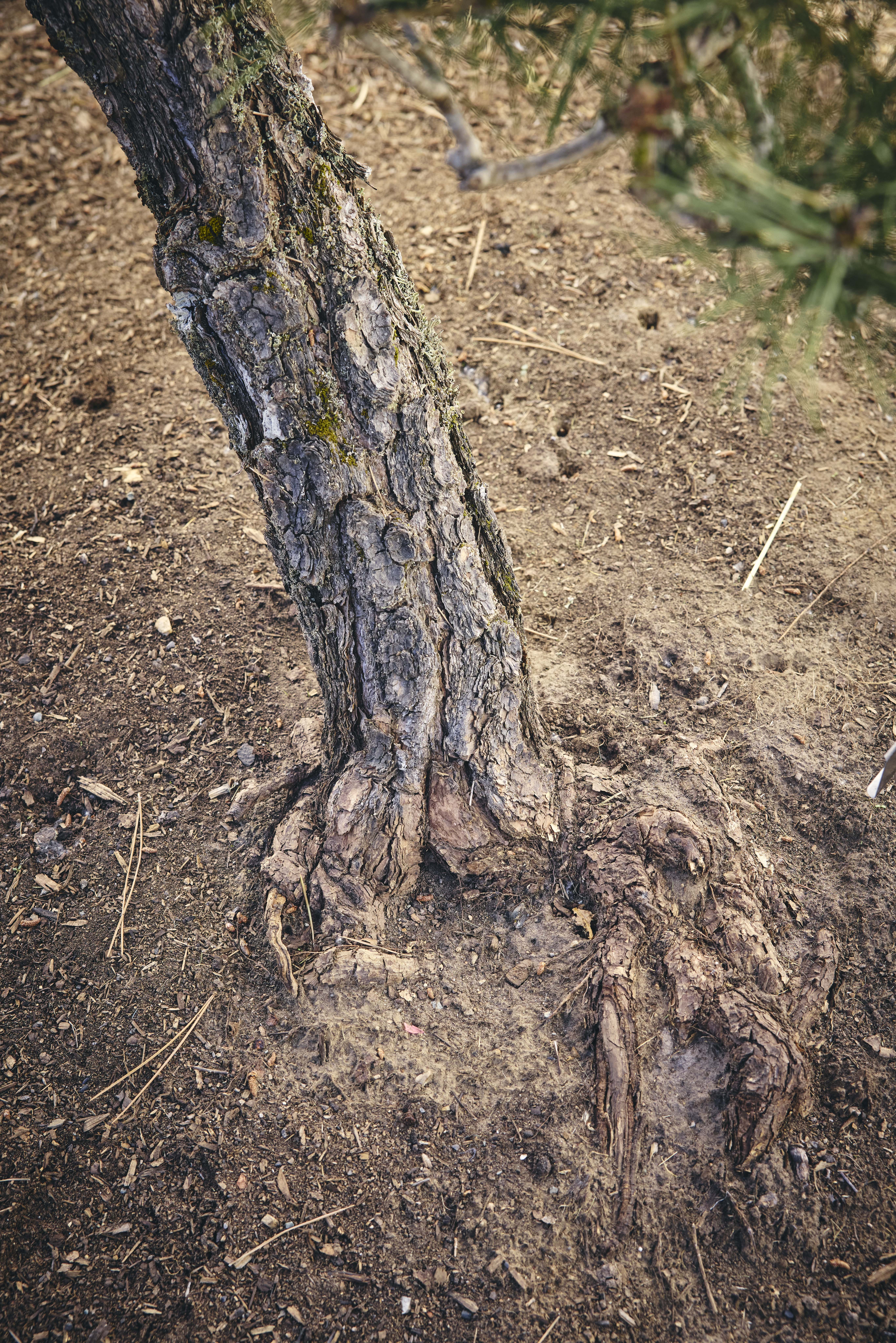 No. 17 — nebari detail