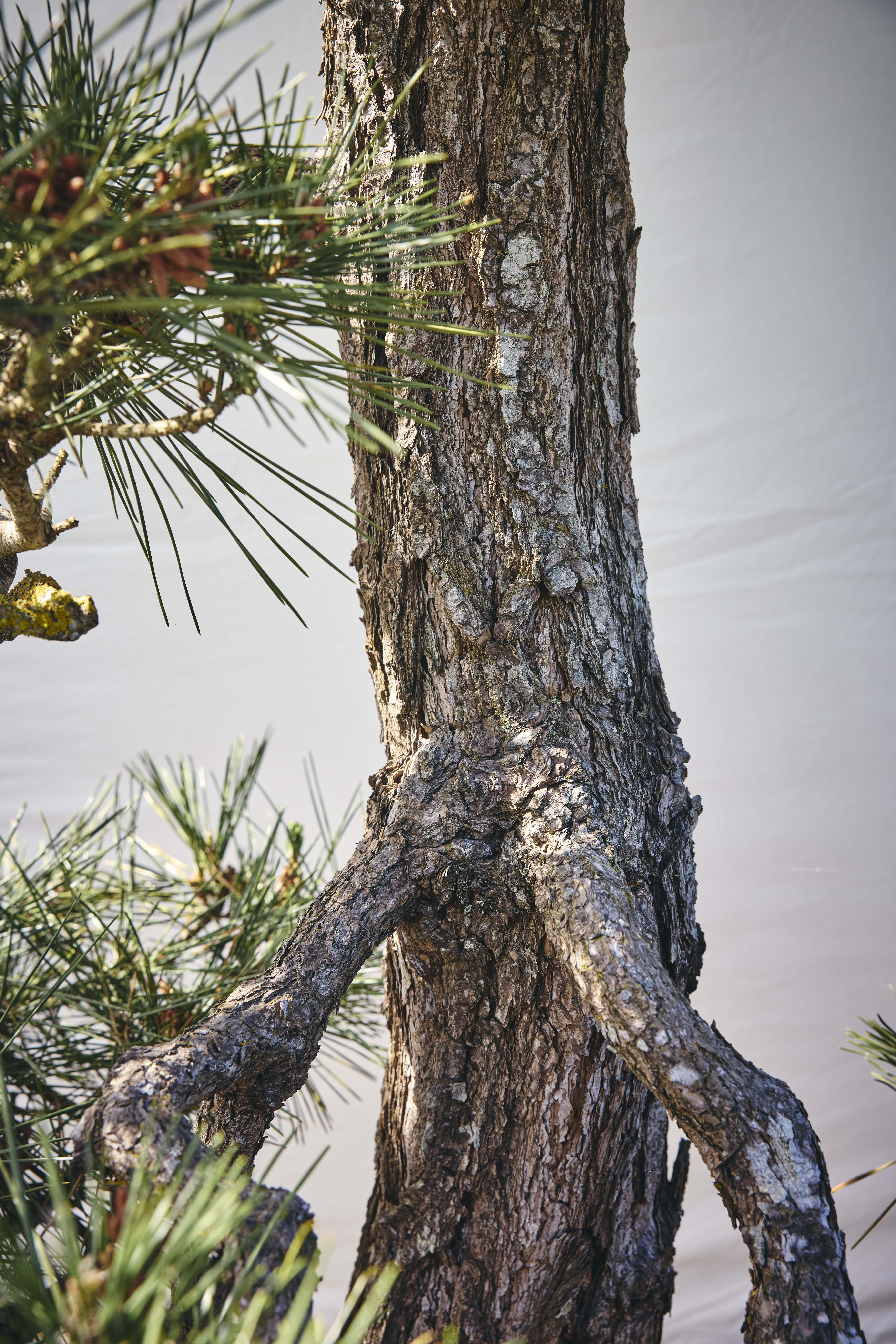 No. 18 — trunk detail