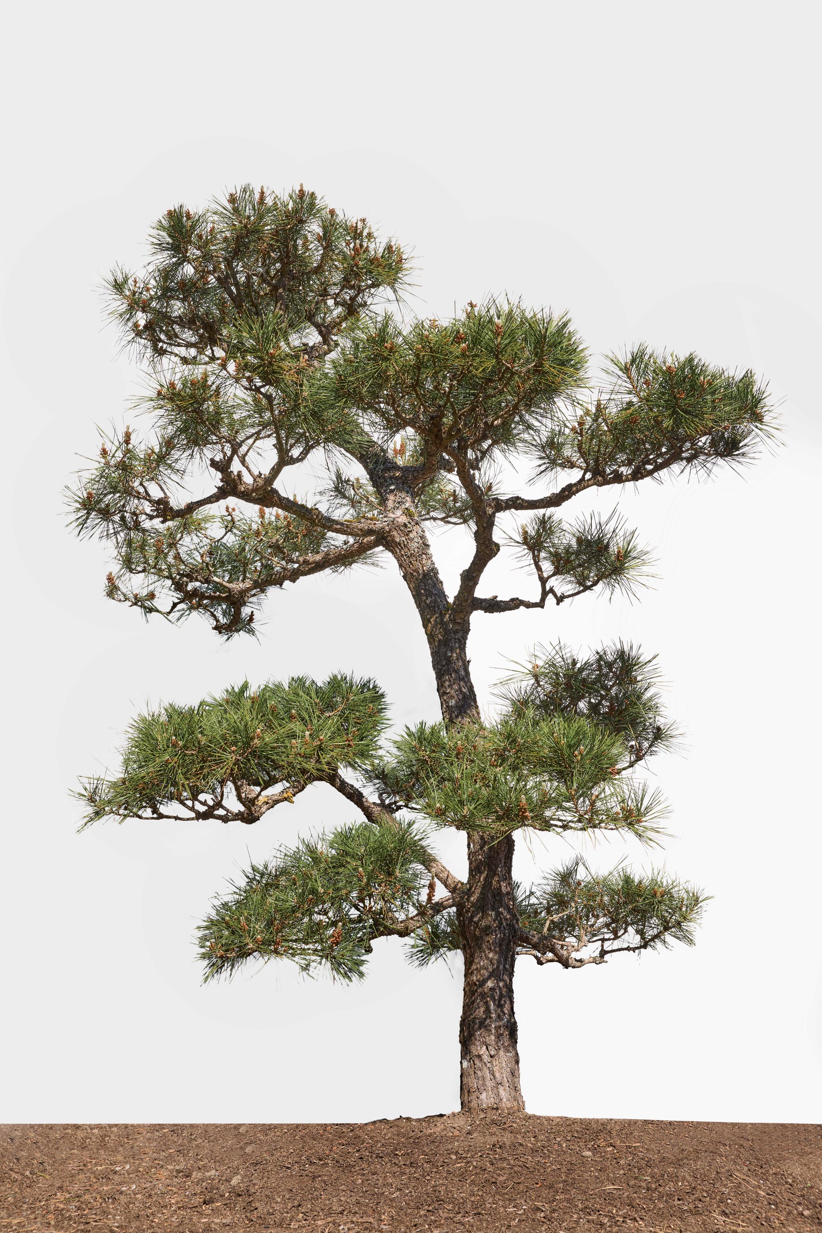 No. 19 — full profile