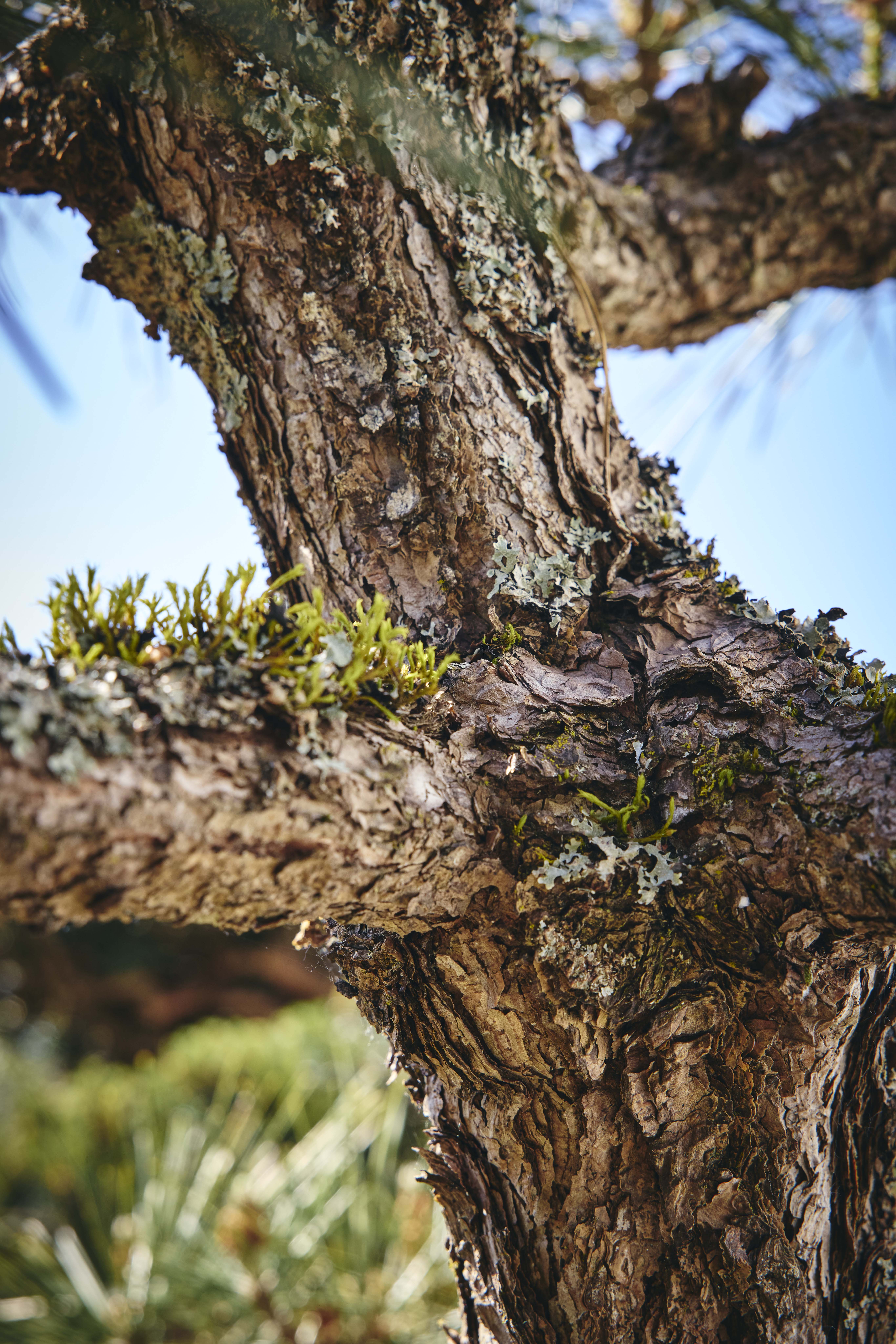 No. 19 — trunk detail