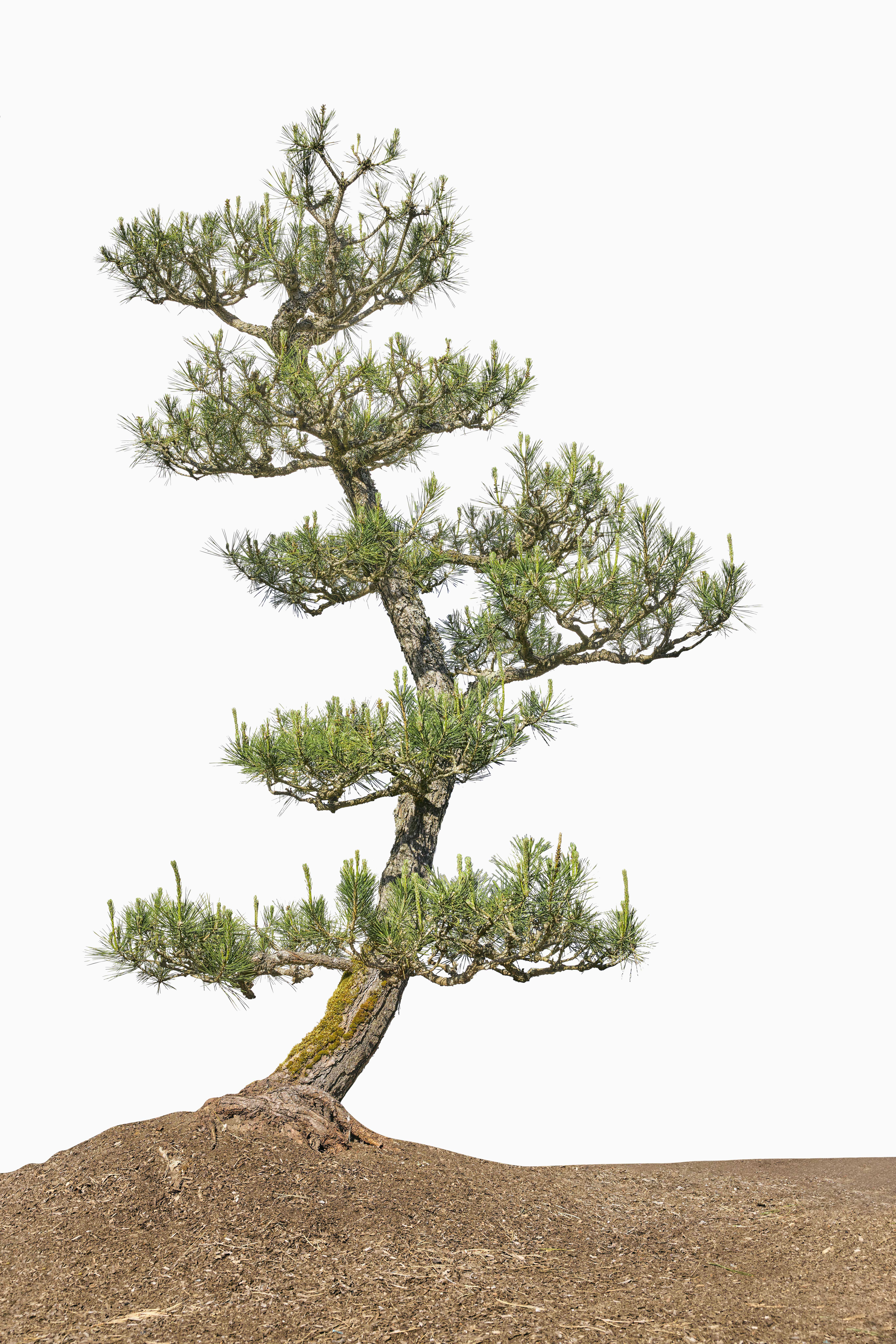 Specimen No. 01