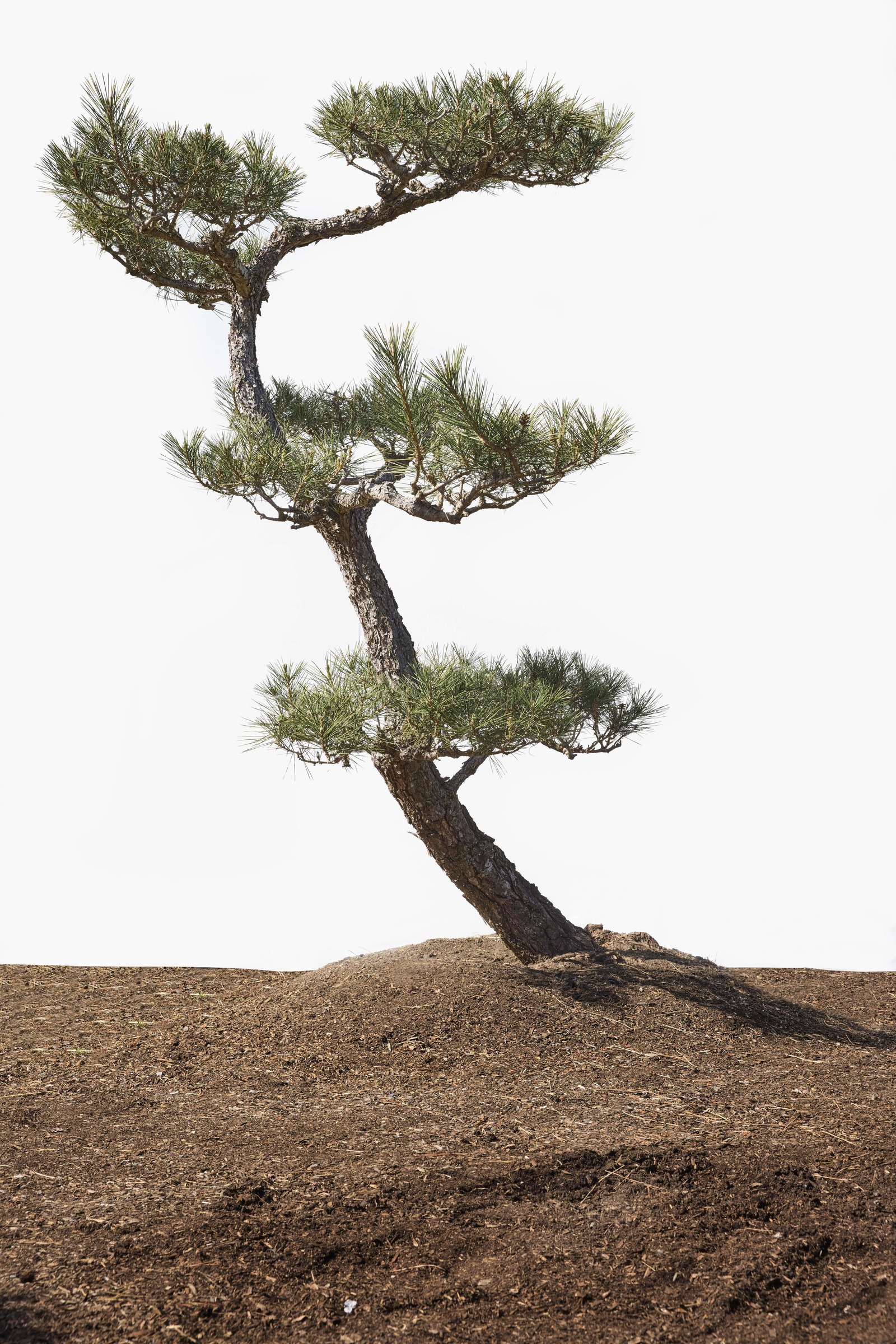 No. 25 — full profile