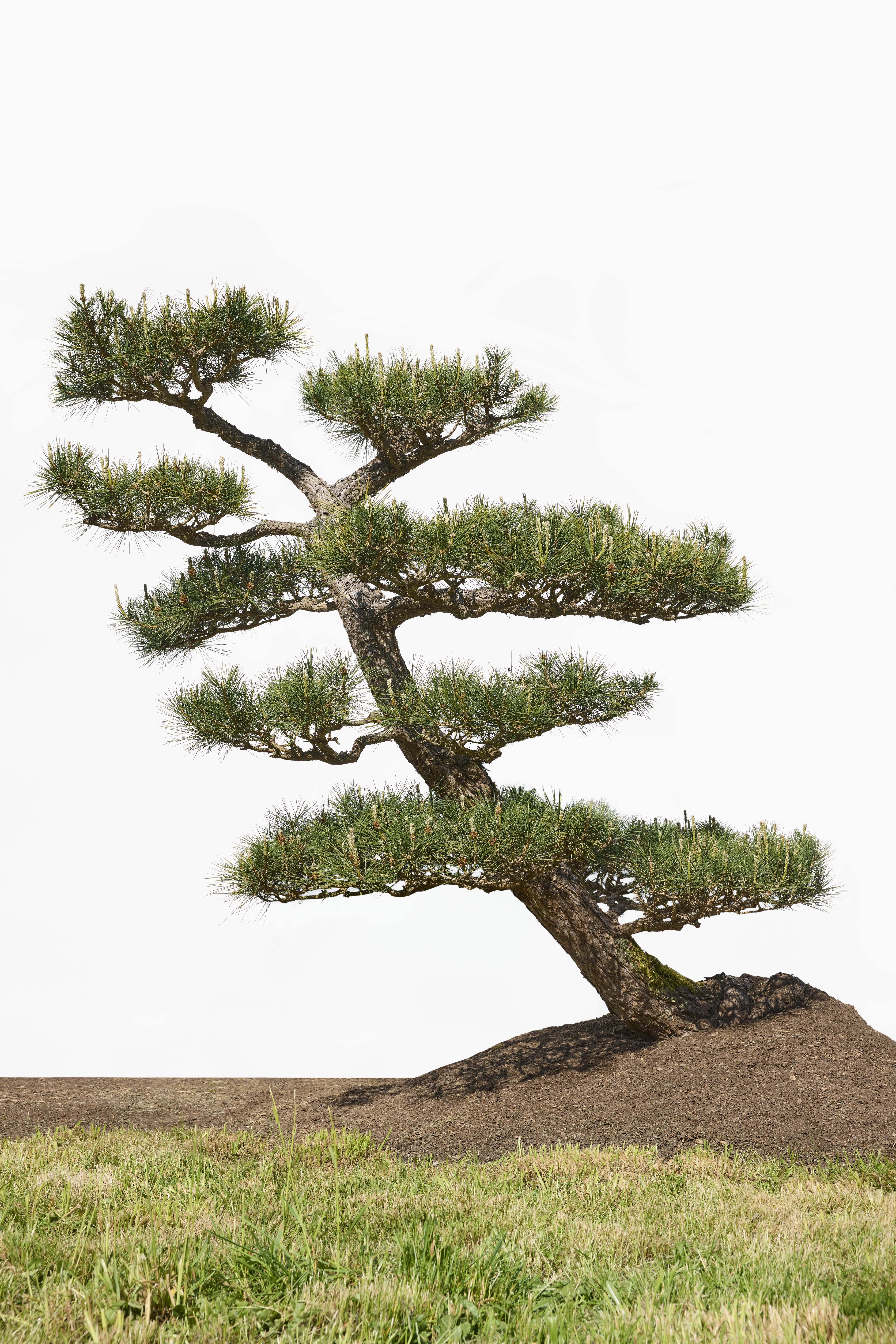 Japanese Black Pine No. 27