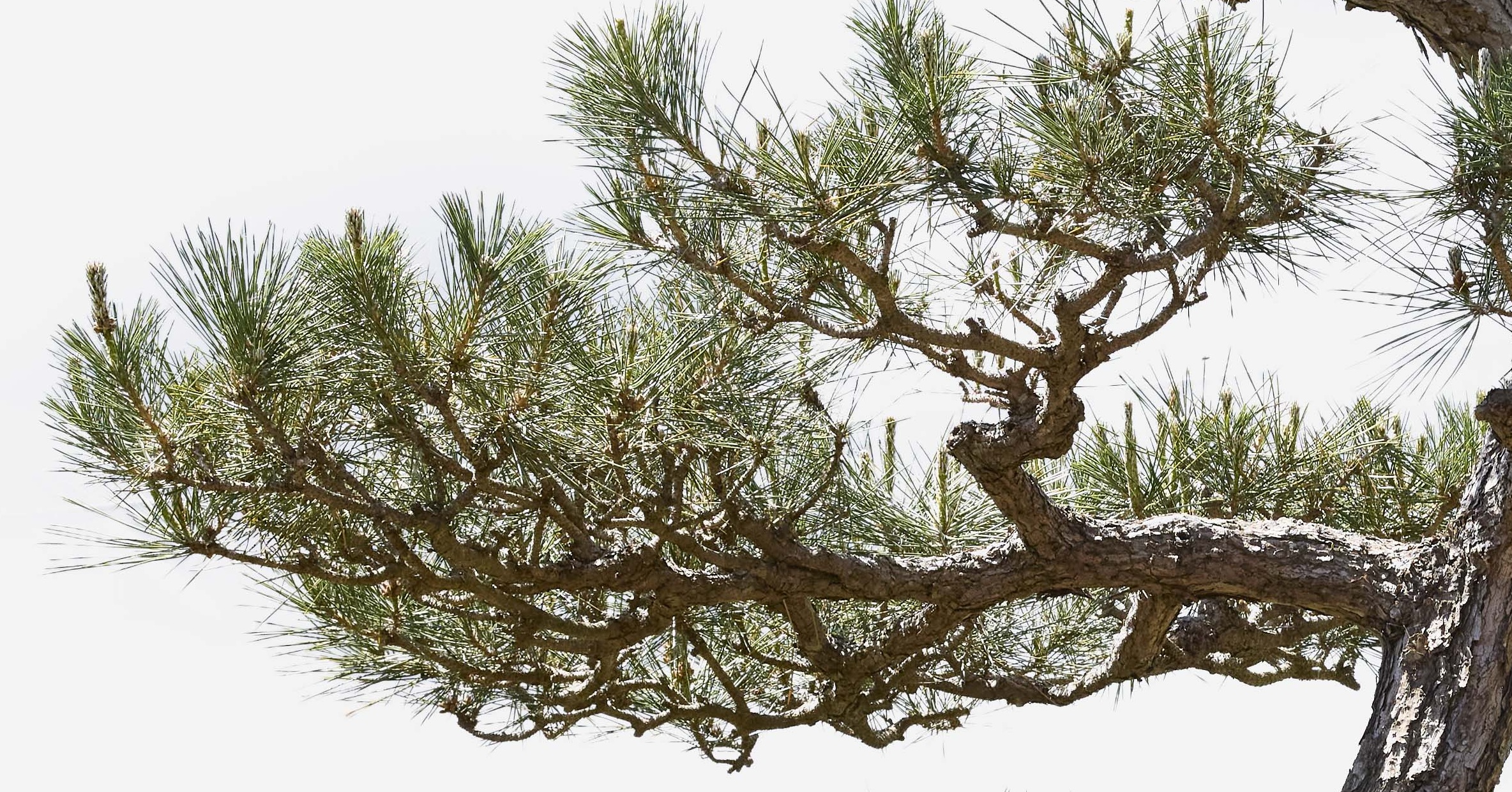 No. 27 — branch detail
