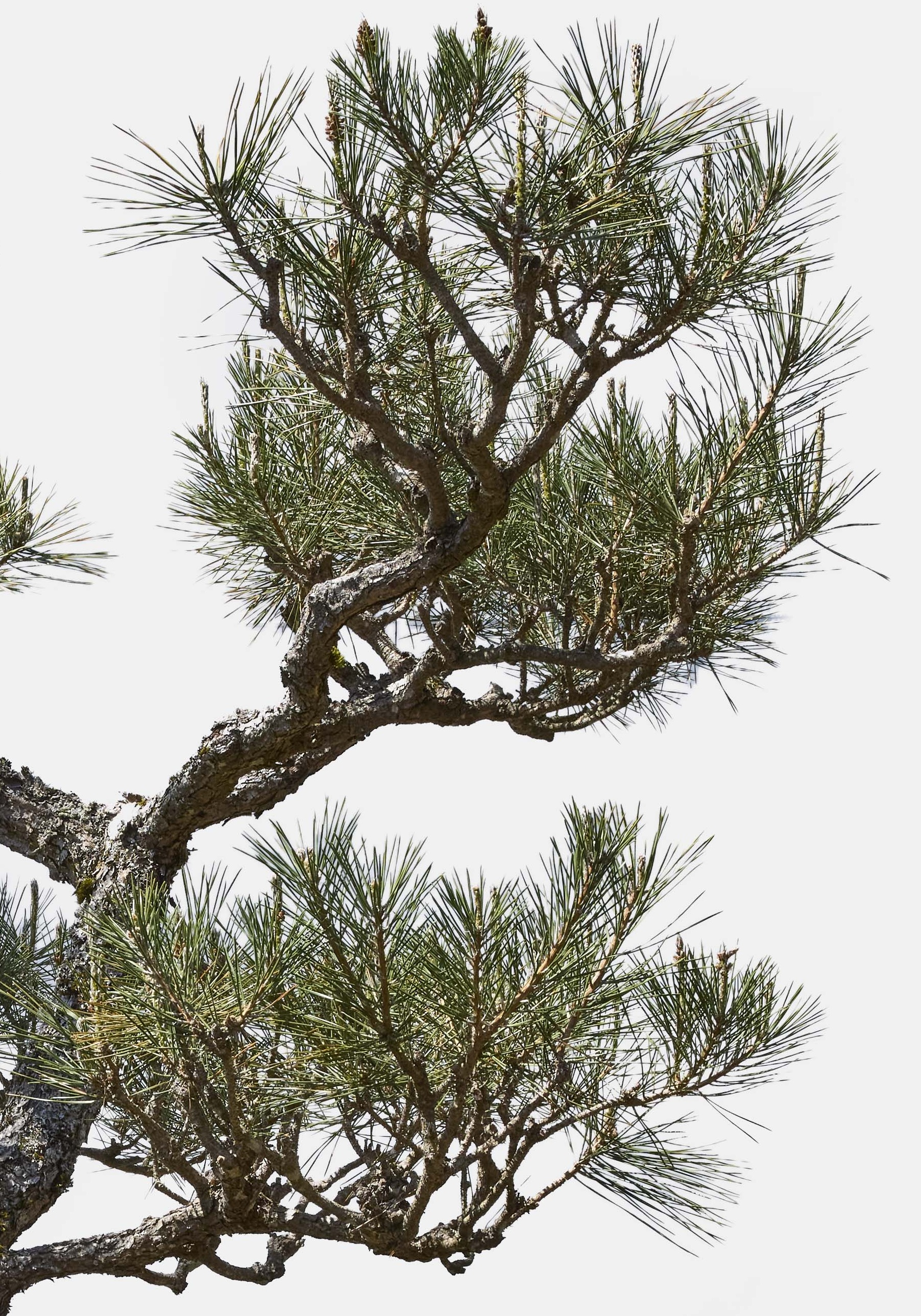 No. 28 — branch detail