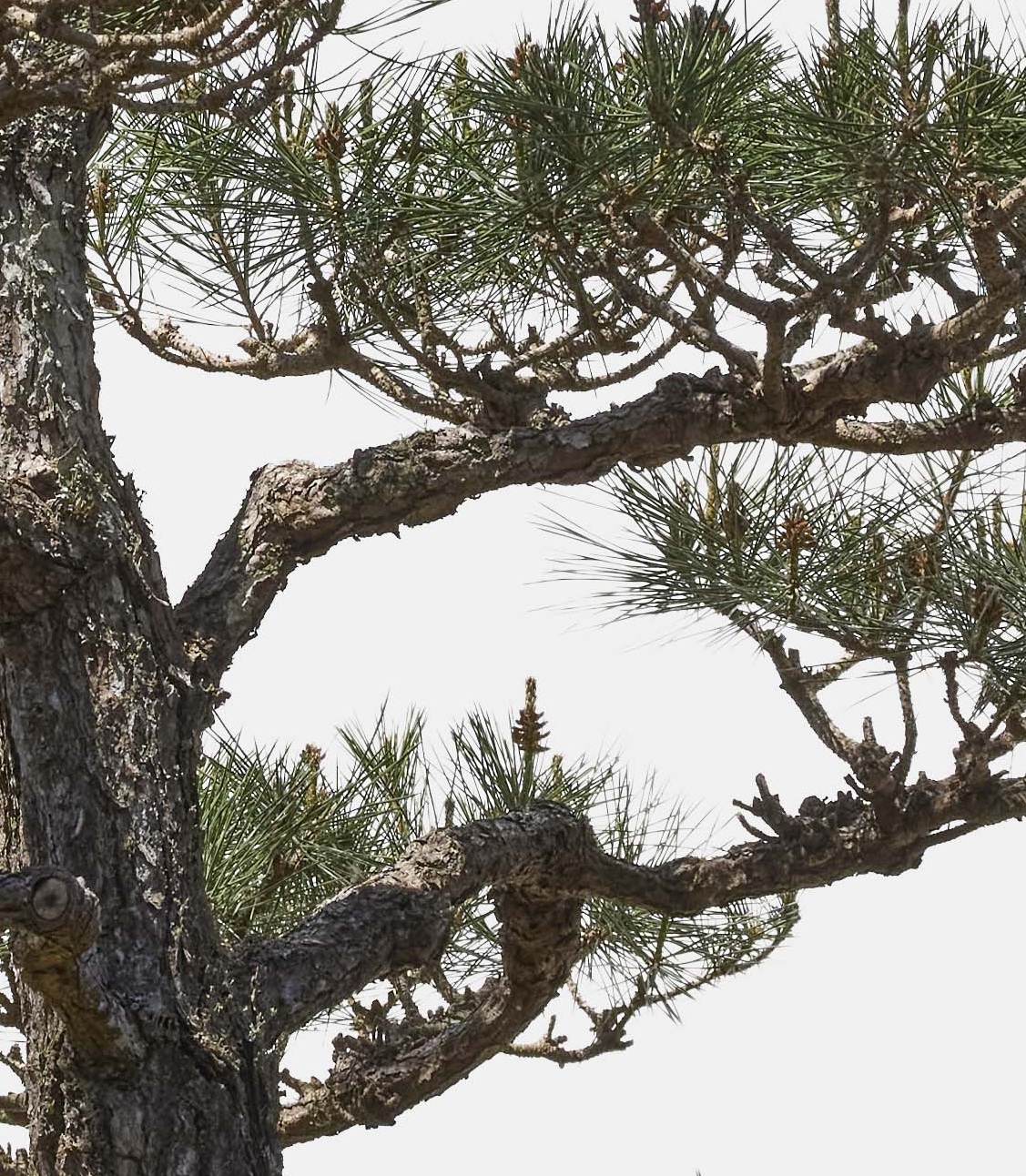 No. 29 — branch detail