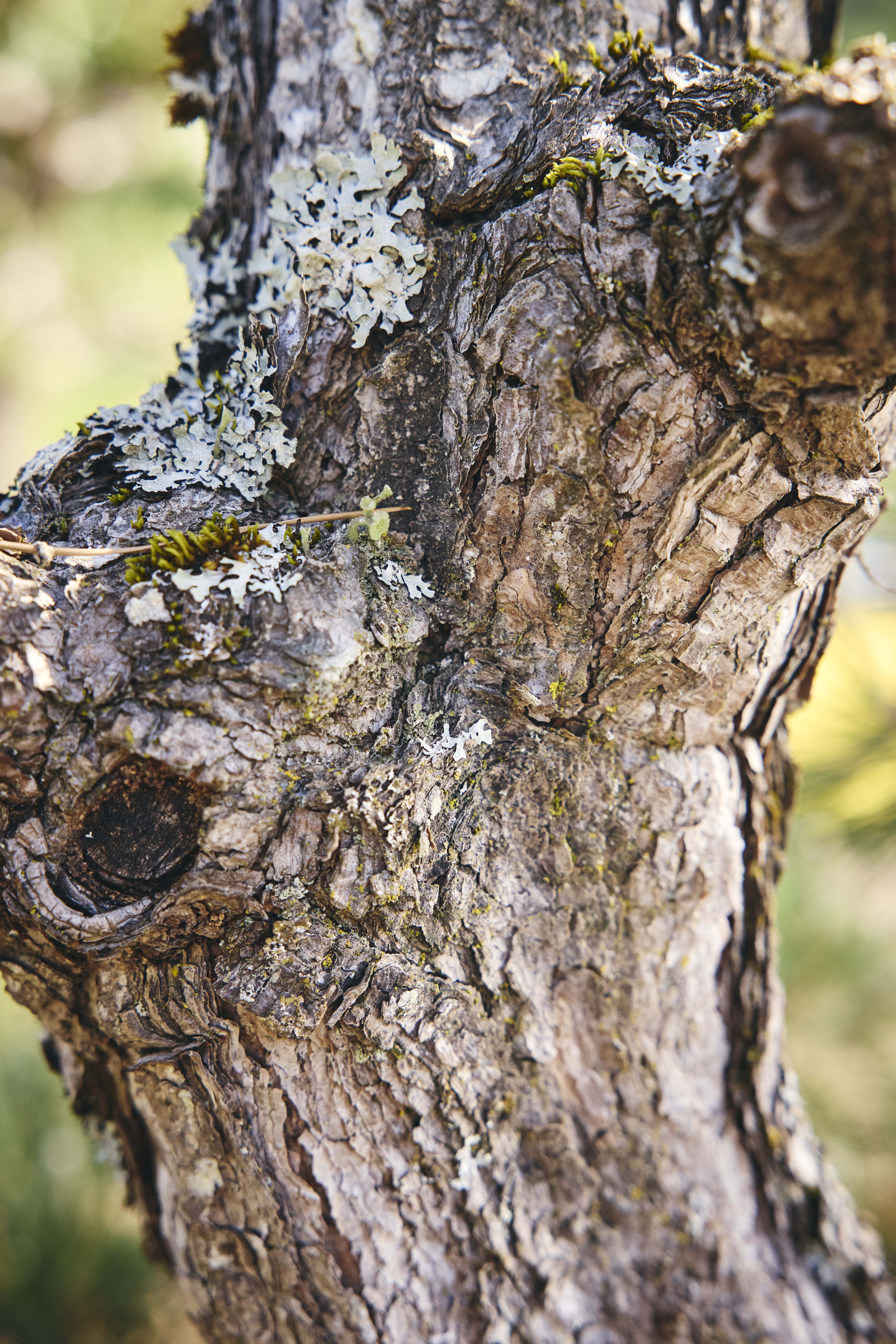 No. 02 — trunk detail