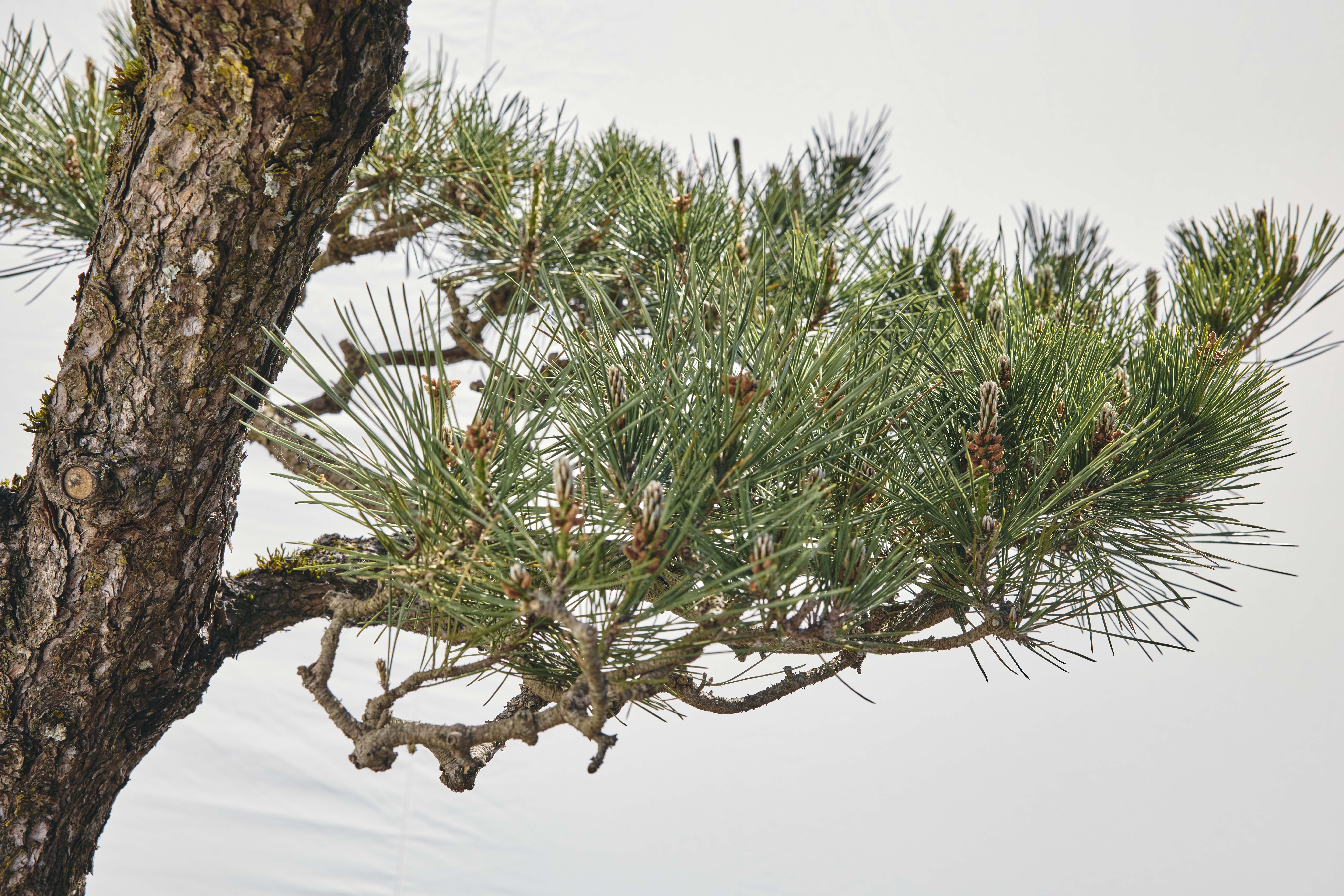 No. 04 — branch detail