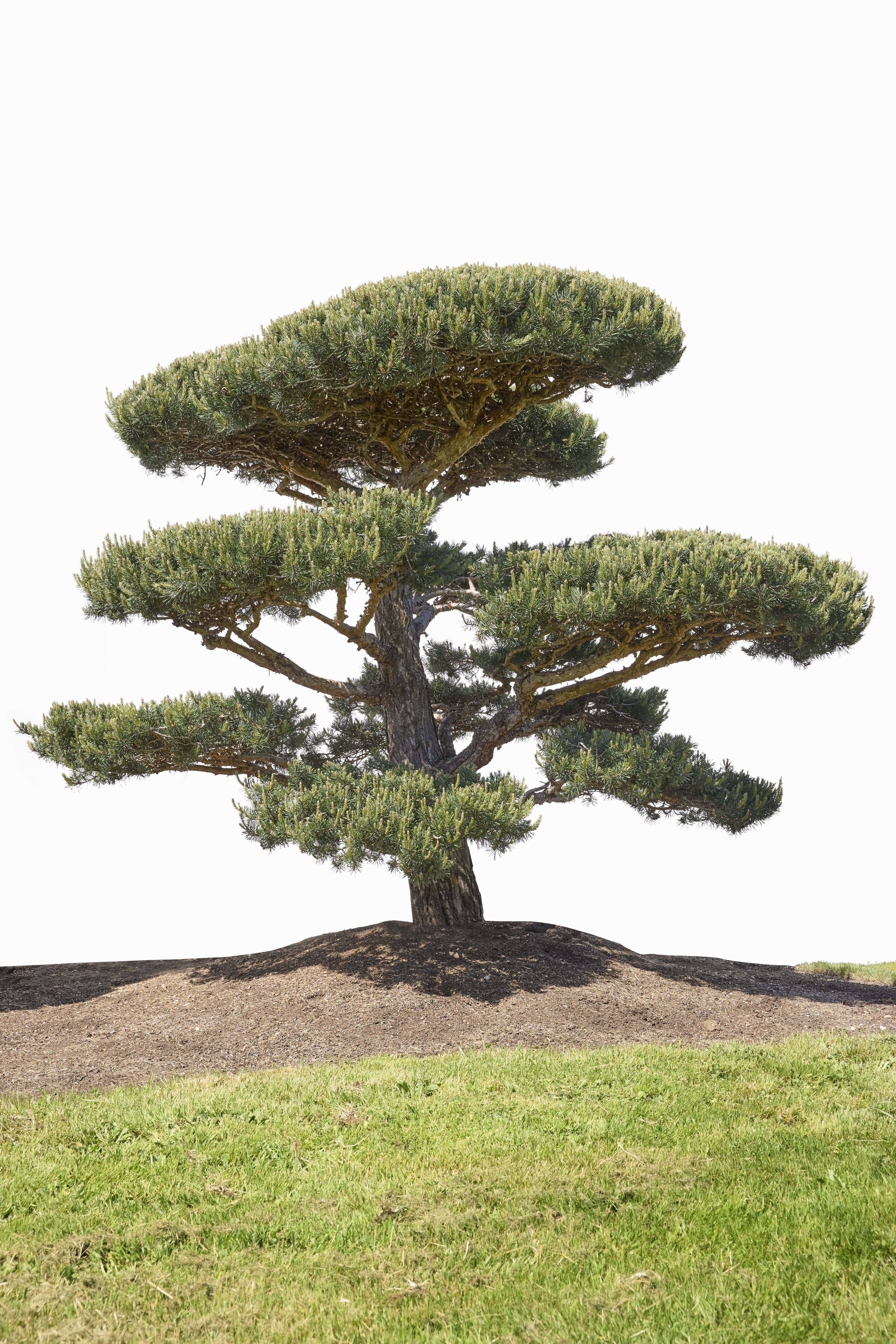 Scots Pine No. 6