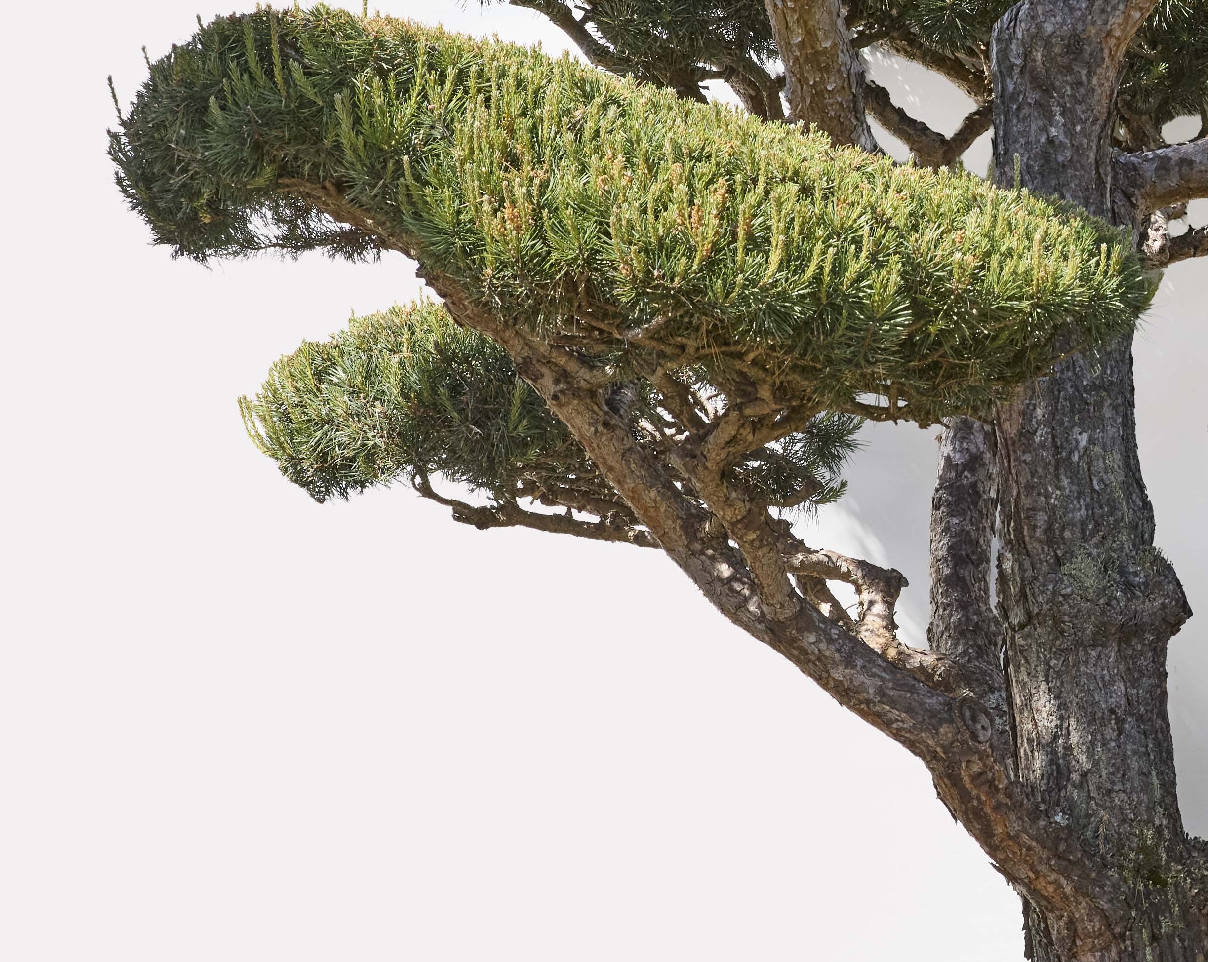 No. 07 — branch detail