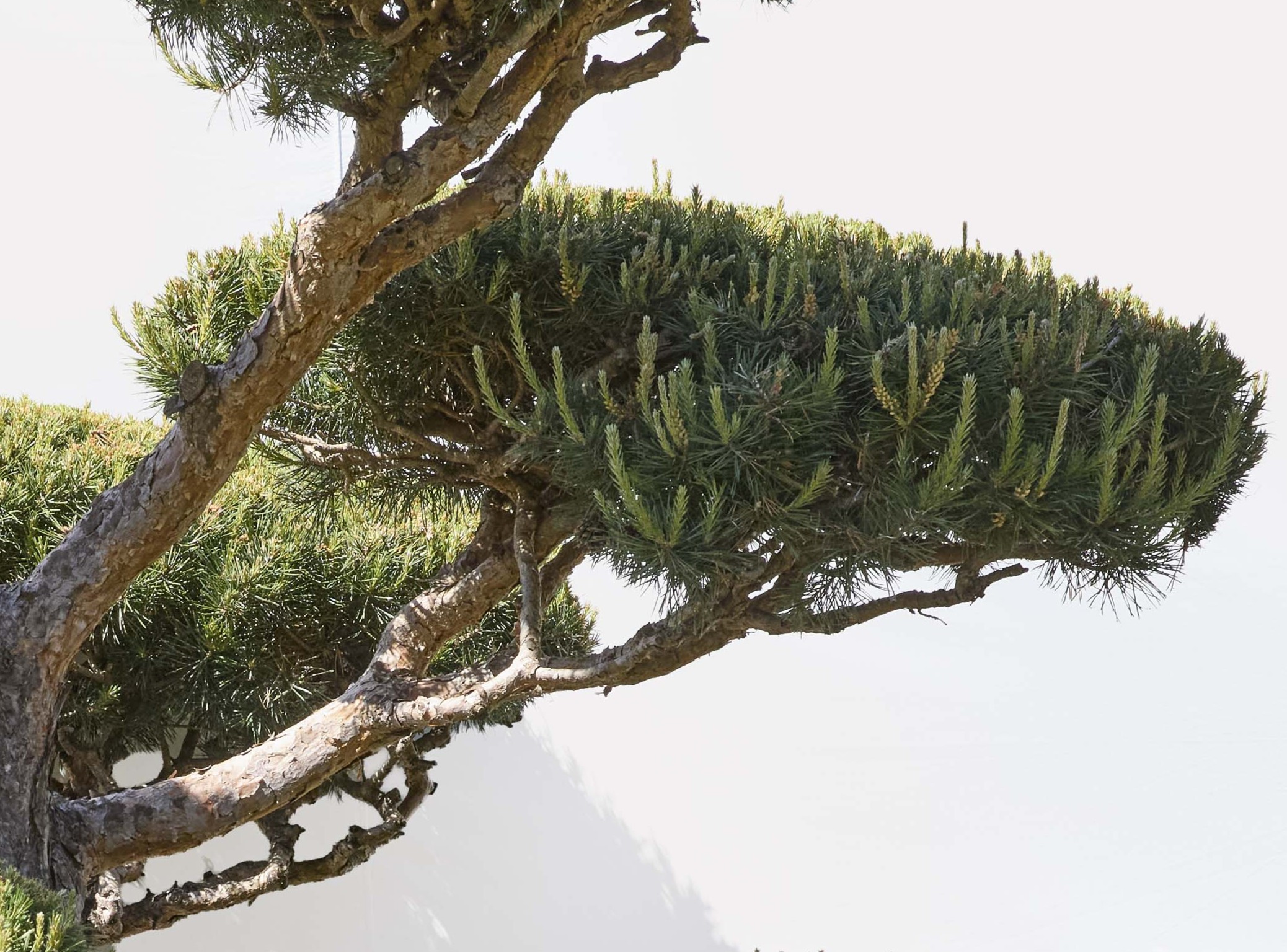 No. 07 — branch detail