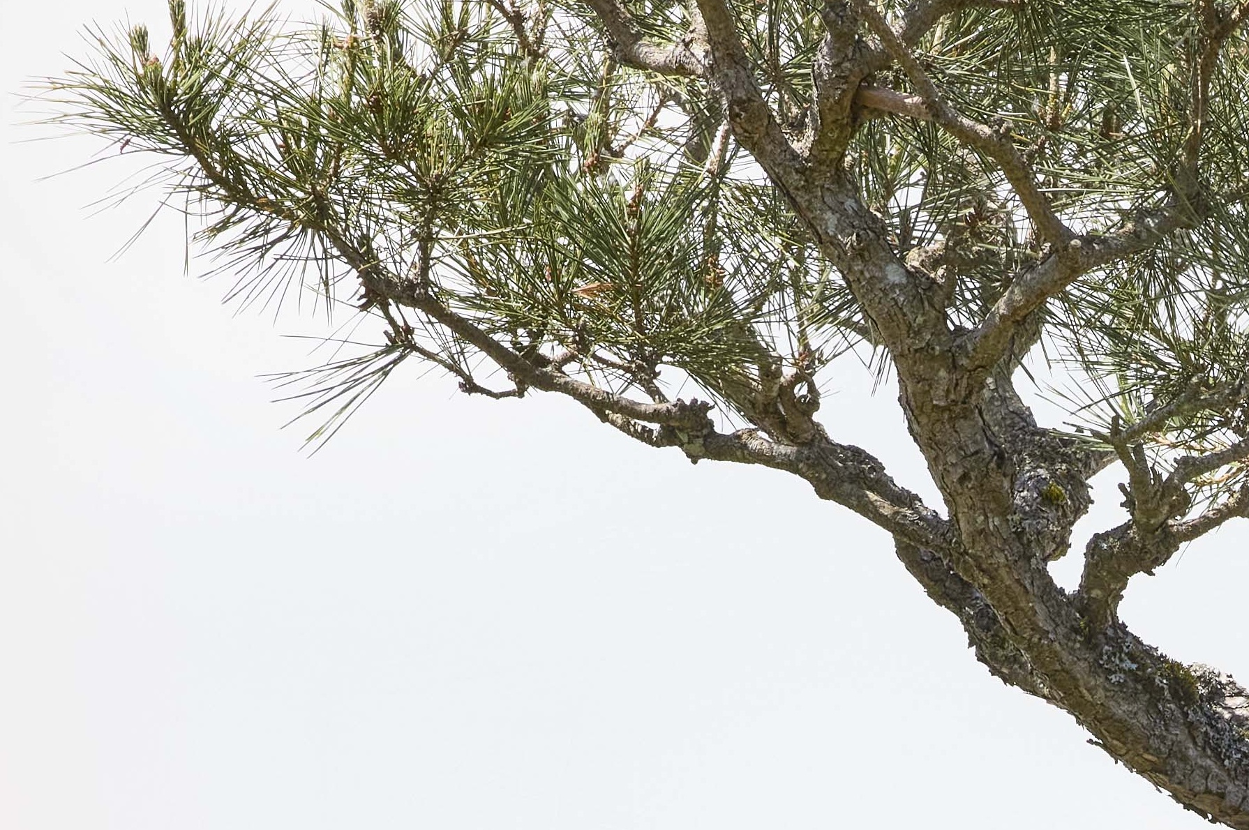 No. 09 — branch detail
