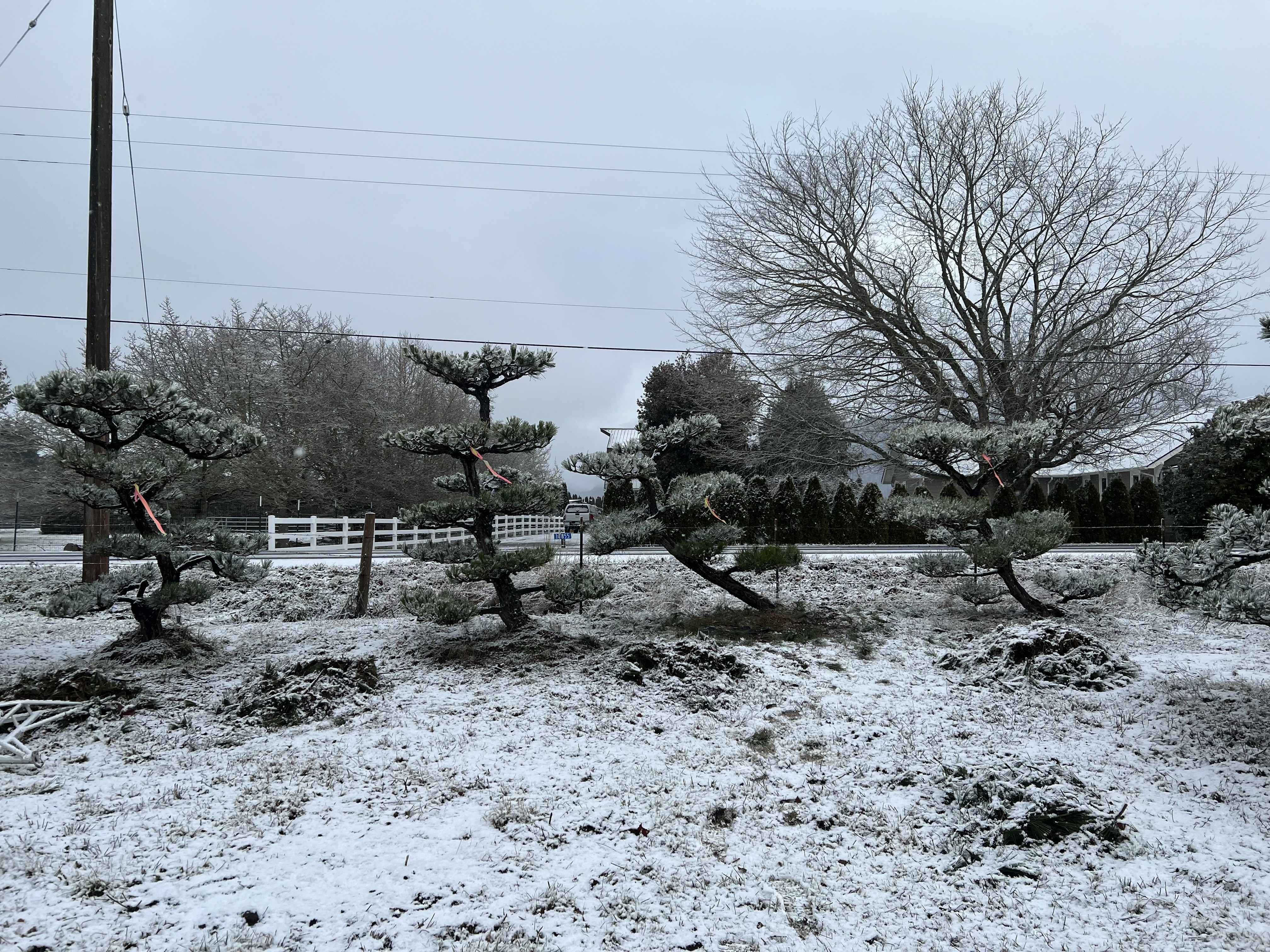 Jan Budden's collection of trained pines at the Edison, Washington property